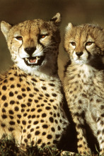 Imagen de Diario de los grandes felinos: Ep.6 - 1
