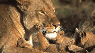 Imagen de Diario de los grandes felinos: Ep.7 - 2