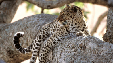 Imagen de Diario de los grandes felinos: Ep.8 - 2