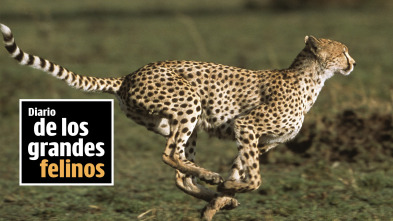 Imagen de Diario de los grandes felinos  - 2