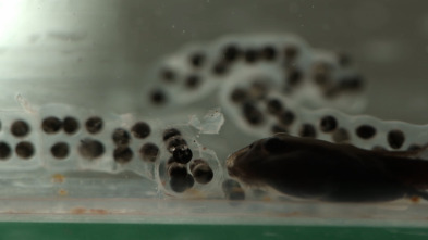 Imagen de Revisando la teoría de la evolución - 8