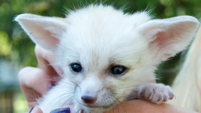 Imagen de Animales adorables - 2