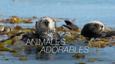 Imagen de Animales adorables  - 2