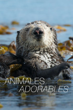 Imagen de Animales adorables  - 1