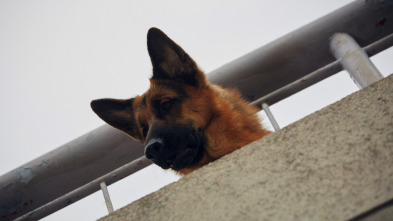Imagen de Hudson y Rex (T1): Ep.2 Frikis sin miedo - 2