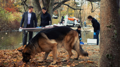 Imagen de Hudson y Rex (T1): Ep.5 Perseguido por el pasado - 1