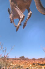 Imagen de La vida en el aire: Ep.1 - 1
