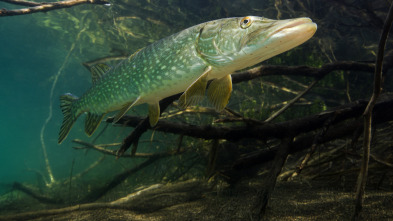 Imagen de Lucios en Madrid - 3