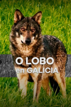 Imagen de O lobo en Galicia, ameaza ou patrimonio - 3