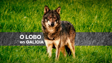 Imagen de O lobo en Galicia, ameaza ou patrimonio - 4