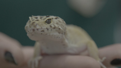 Imagen de Critter fixers:...: Lagartijas saltarinas - 1