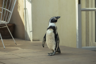 Imagen de Lo que aprendí de mi pingüino - 4