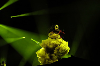 Imagen de Björk: Cornucopia - 4