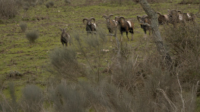 Imagen de Monteando entre robles y chaparros 1º parte - 3