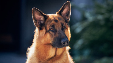 Imagen de Hudson y Rex (T2): Ep.2 Muerto Ambulante - 5