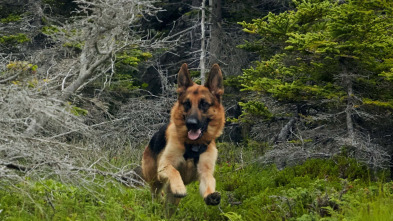 Imagen de Hudson y Rex (T2): Ep.4 Los Bosques Tienen Ojos - 5