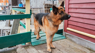 Imagen de Hudson y Rex (T2): Ep.13 Llamarada Canina - 5