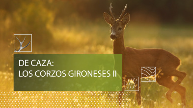 Imagen de De caza: los corzos gironeses - 2