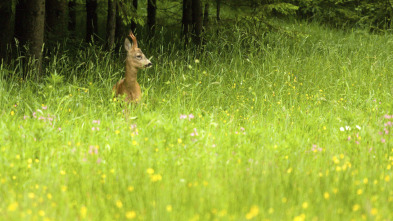 Imagen de De caza: los corzos gironeses - 3