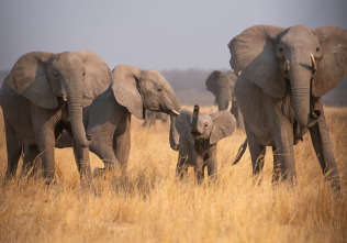 Imagen de Cómo se hizo Parenthood  - 6