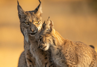 Imagen de Cómo se hizo Parenthood  - 7