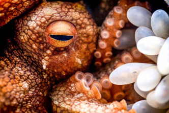 Imagen de Cómo se hizo Parenthood  - 12