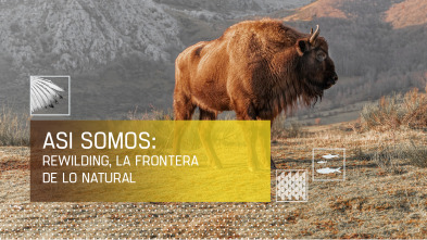 Imagen de Así somos: Rewilding: La frontera de lo natural - 2
