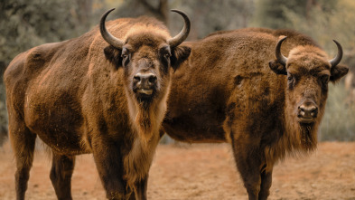 Imagen de Así somos: Rewilding: La frontera de lo natural - 3