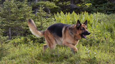 Imagen de Hudson y Rex (T3): Ep.7 Cuestión de camada - 3