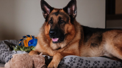 Imagen de Hudson y Rex (T3): Ep.8 La Bella durmiente - 2