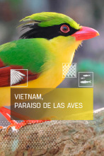 Imagen de Vietnam, paraíso de las aves - 1