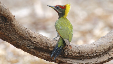 Imagen de Vietnam, paraíso de las aves - 3
