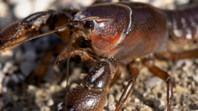 Imagen de Cangrejos con Joselo - 3