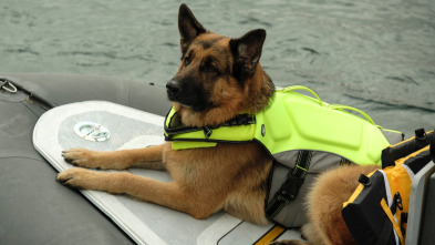 Imagen de Hudson y Rex (T4): Ep.3 Rex marca el lugar - 1