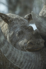 Imagen de Planeta prehistórico: La gran helada - 1