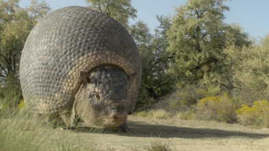 Imagen de Planeta prehistórico: Nuevos territorios - 2