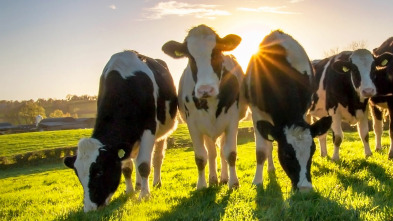 Imagen de Granjas en acción (T1): Ep.3 - 2