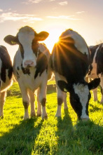 Imagen de Granjas en acción (T1): Ep.3 - 1