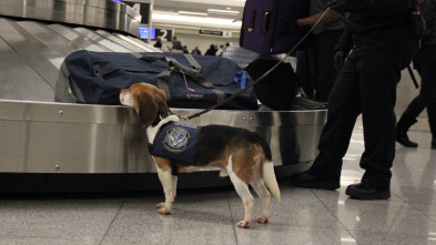 Imagen de El increíble doctor Pol: Los tres cerditos - 2
