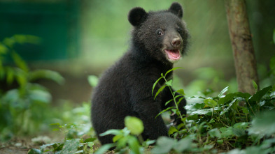 Imagen de Salvajes por naturaleza: El cachorro de oso tibetano - 2