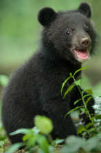 Imagen de Salvajes por naturaleza: El cachorro de oso tibetano - 1