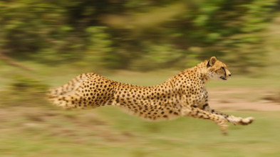 Imagen de Salvajes por naturaleza: Los cachorros de guepardo - 2