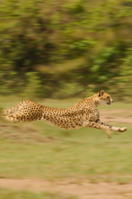 Imagen de Salvajes por naturaleza: Los cachorros de guepardo - 1