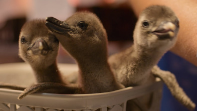 Imagen de Salvajes por naturaleza: La cría de pingüino - 2