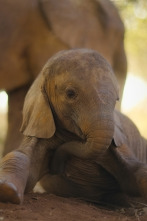 Imagen de Salvajes por naturaleza: La cría de elefante - 1