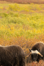 Imagen de La pesca del oro (T19): Crear o romper - Parte 1 - 1