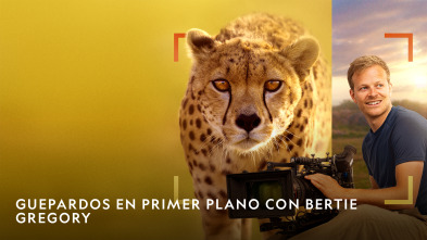 Imagen de Guepardos en primer plano con Bertie Gregory  - 2
