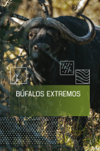 Imagen de Búfalos extremos - 1