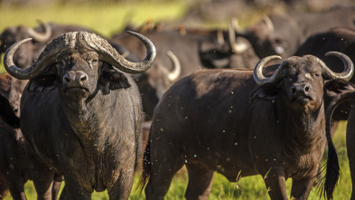 Imagen de Búfalos extremos - 3