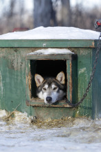 Imagen de Vida bajo cero: Rastro de lobos - 1